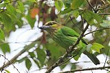 Green-eared Barbetborder=